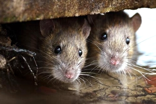 eliminar plaga de ratas
