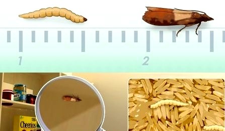 consejos para eliminar las polillas