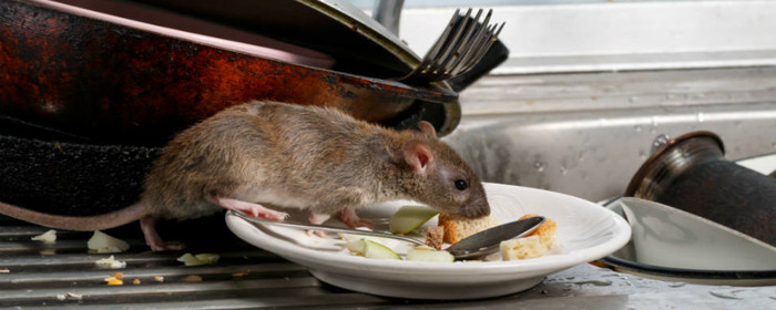 Identifica si tienes una plaga de ratas en casa