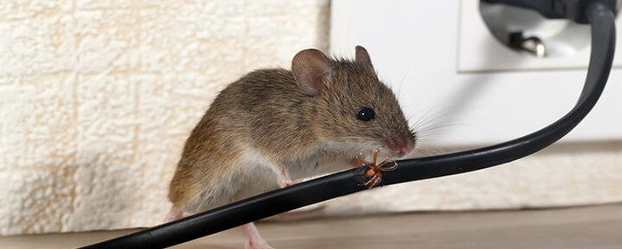 Identifica si tienes una plaga de ratas en casa