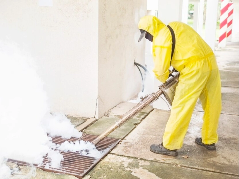 cuanto dura una fumigación de ratas