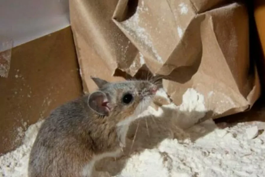 fumigación de ratas