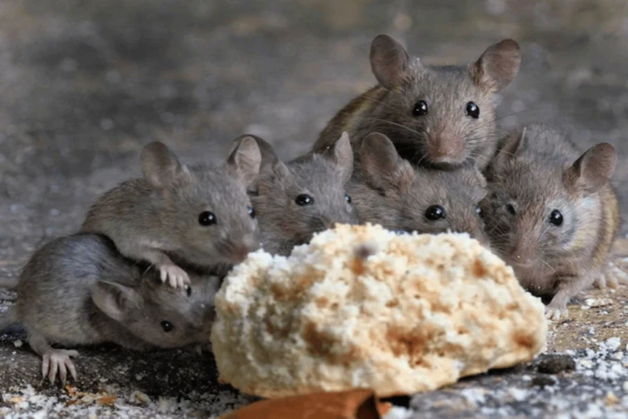 fumigación de ratas
